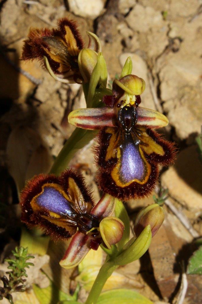 Ophrys speculumLiguria